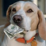 Start A Service Dog Fund Raiser