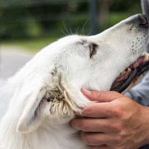 Service Dog Request Form